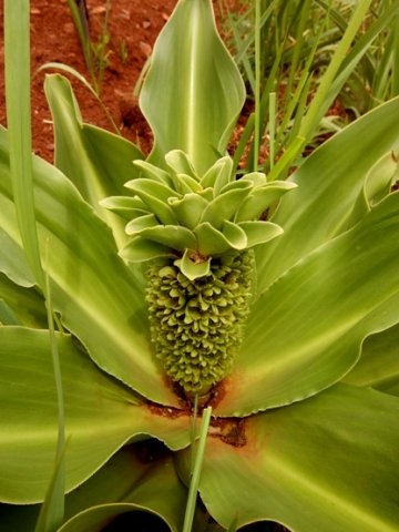 Eucomis autumnalis