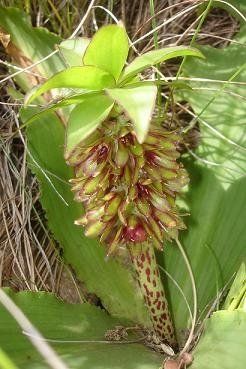 Eucomis montana