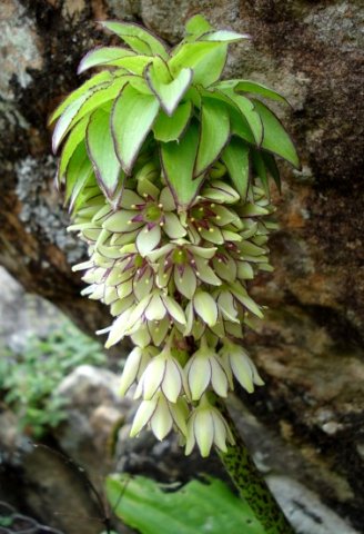 Eucomis bicolor