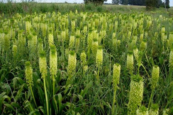 Eucomis pallidiflora subsp. pole-evansii