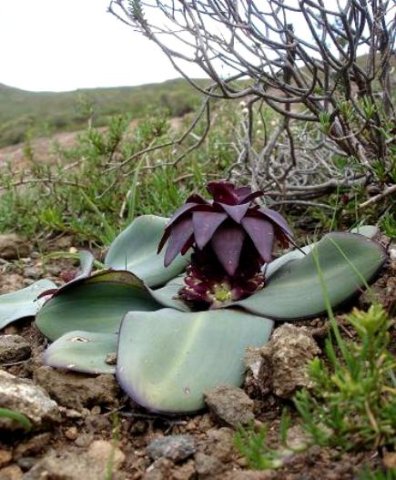 Eucomis schijffii