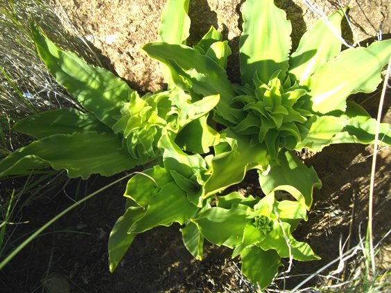 Eucomis species