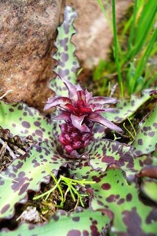 Eucomis vandermerwei