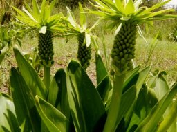 Eucomis autumnalis budding green