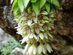 Eucomis bicolor