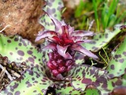Eucomis vandermerwei
