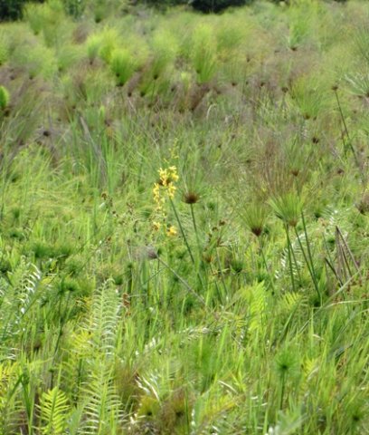 Eulophia angolensis
