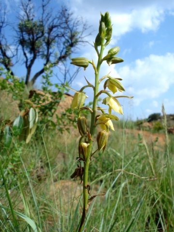 Eulophia coddii