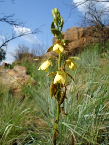 Eulophia coddii inflorescence