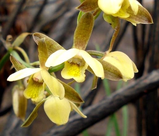 Eulophia