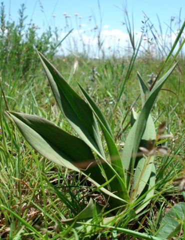 Eulophia cooperi leaves