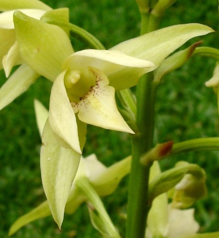Eulophia cooperi
