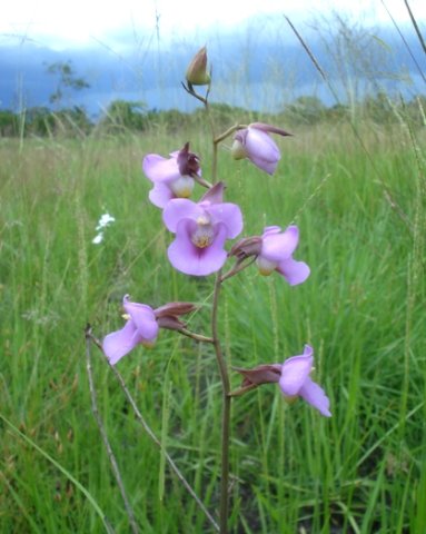 Eulophia cucullata