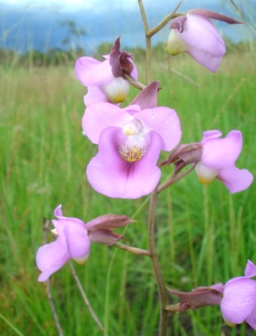 Eulophia cucullata happy in grass