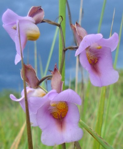Eulophia cucullata flowers