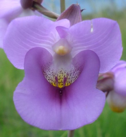 Eulophia cucullata frontal view