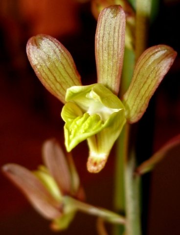 Eulophia hereroensis lip
