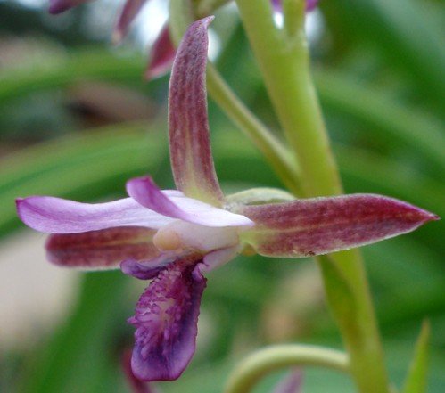 Eulophia hians var. nutans baccharia form