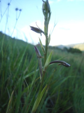 Eulophia hians var. nutans rotating buds