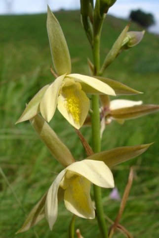 Eulophia ovalis var. bainesii flowers