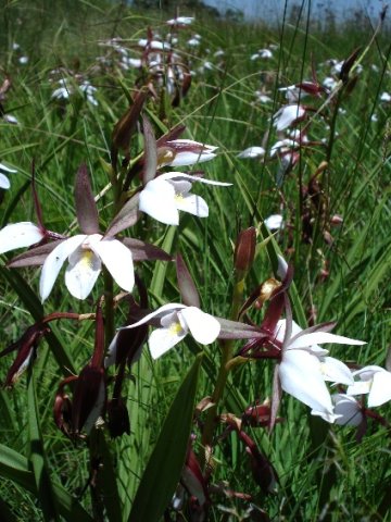 Eulophia ovalis subsp. ovalis living in the grass