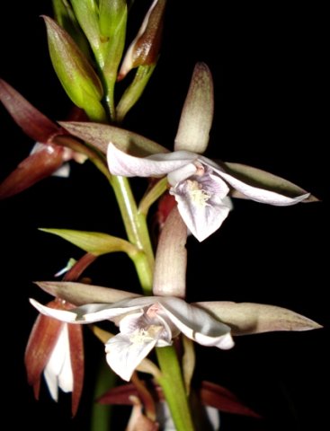 Eulophia ovalis subsp. ovalis flower spike at night