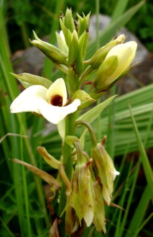 Eulophia parvilabris