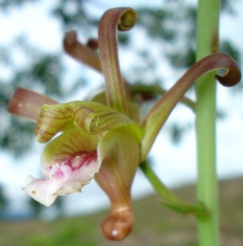 Eulophia petersii flaunting curls