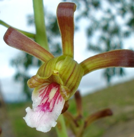 Eulophia petersii flying the colours