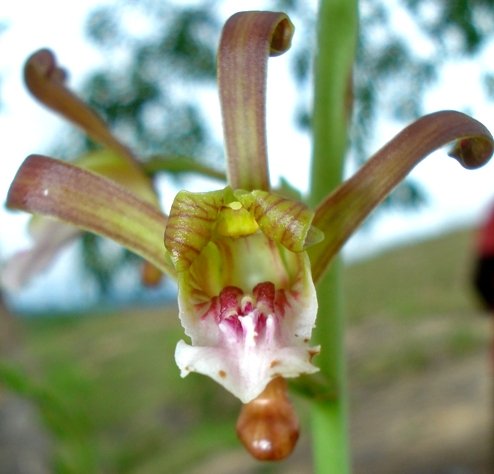 Eulophia petersii accepting visitors