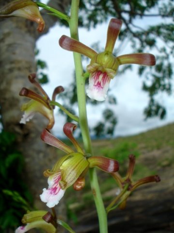 Eulophia petersii 