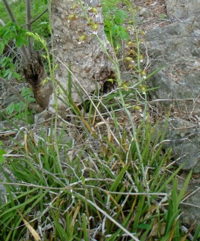 Eulophia petersii many leaves