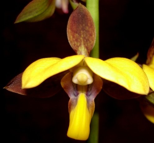 Eulophia streptopetala flower