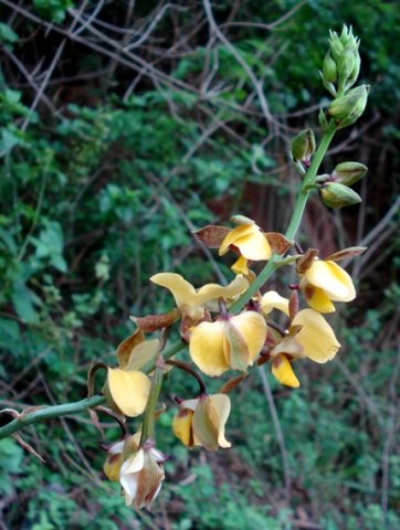 Eulophia streptopetala flower spike