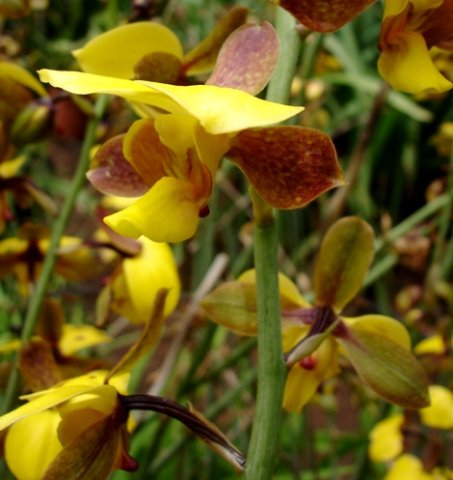 Eulophia streptopetala pointing flowers in all directions