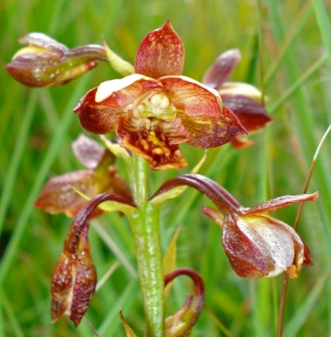 Eulophia tenella colours