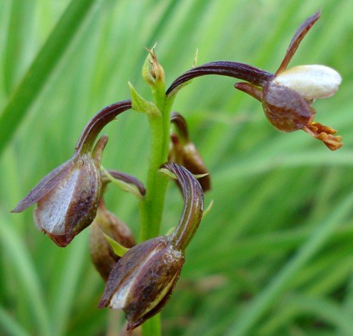 Eulophia tenella old flowers