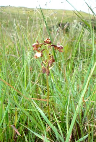 Eulophia tenella 