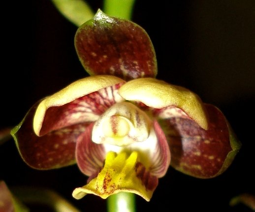 Eulophia tuberculata flower