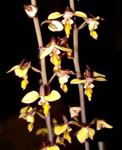 Eulophia tuberculata inflorescences