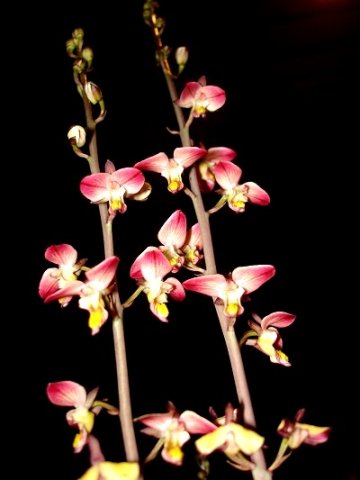 Eulophia tuberculata