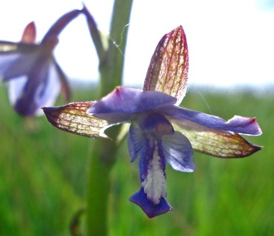 Eulophia zeyheriana sepal translucence