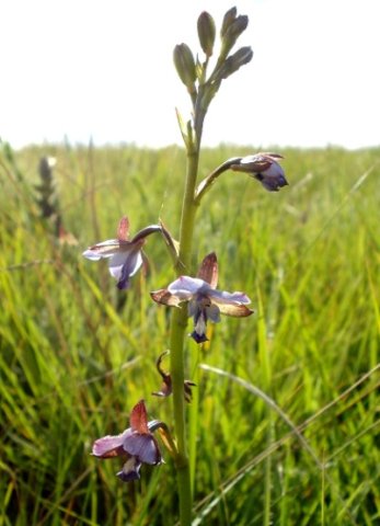 Eulophia zeyheriana
