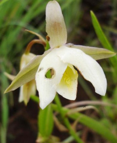 Eulophia ovalis var. bainesii