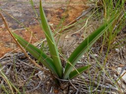 Eulophia clitellifera leaves