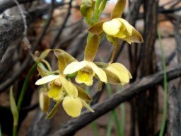 Eulophia coddii inflorescence