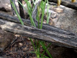 Eulophia coddii leaves