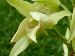 Eulophia cooperi flowers