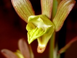 Eulophia hereroensis lip