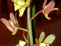 Eulophia hereroensis